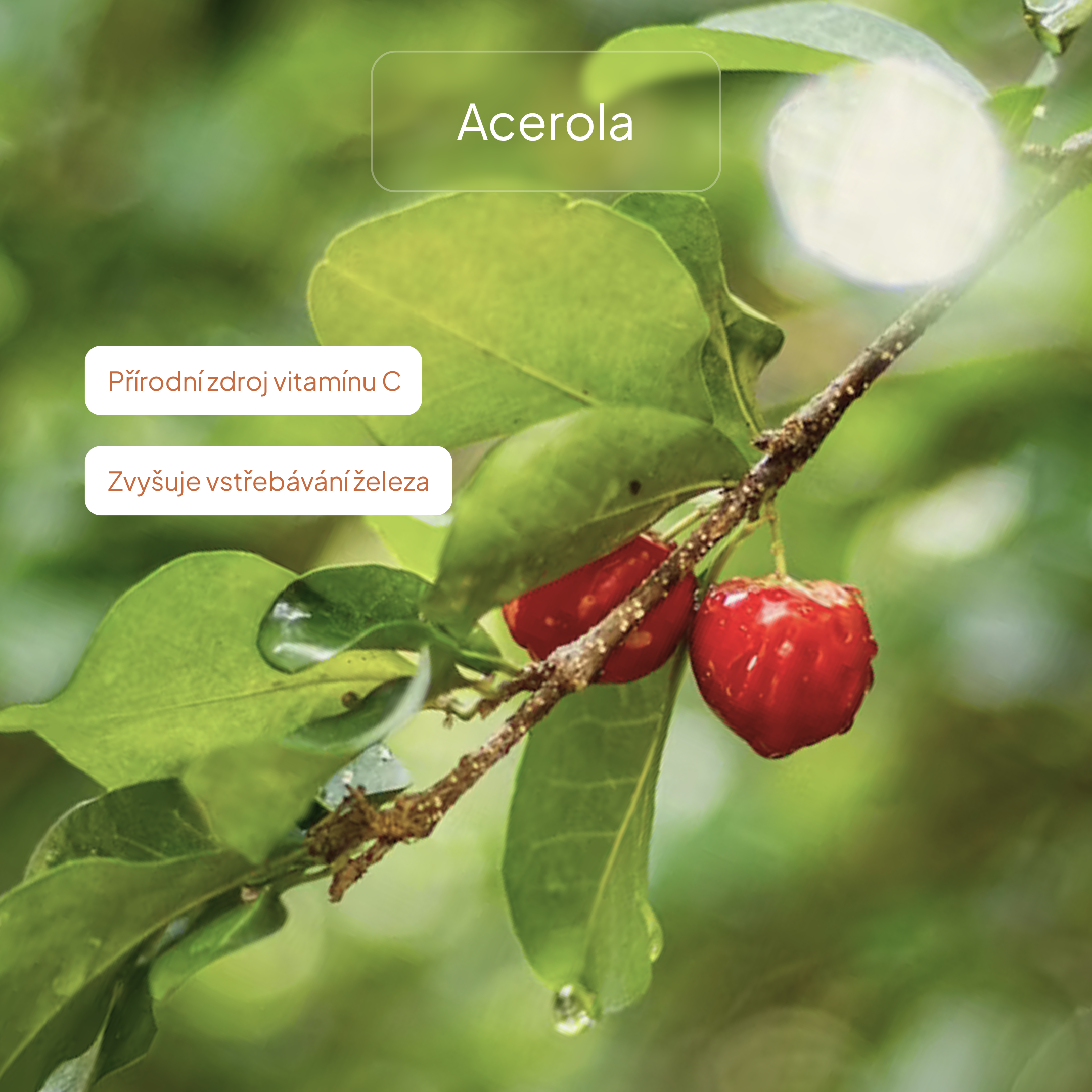 Acerola